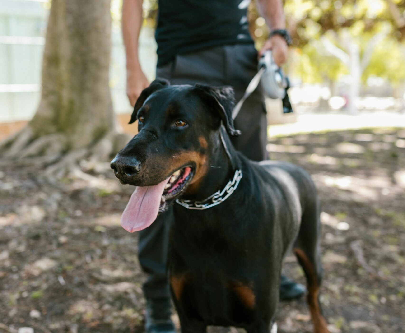 Agent Cynophile sécurité privée à la Réunion